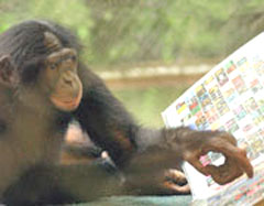 Bonobo at the Great Ape Trust