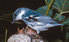 cerulean warbler