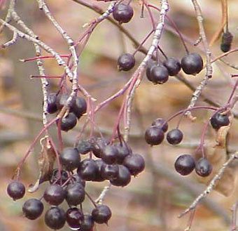 black chokeberries