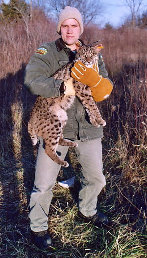 DNR officer holding bobcat