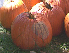 Pumpkins