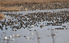 Ducks and swans on the Mississippi River