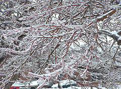 Ice covered tree in the wake of the storm