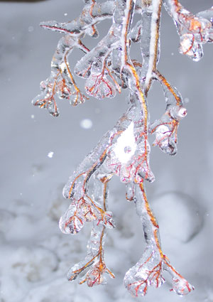 Ice covered tree