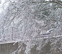 Ice covers tree