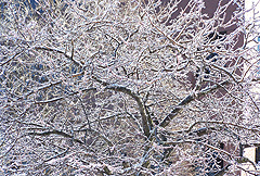 Icy tree