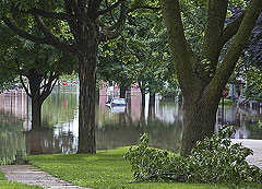 Trees in floodwater in Cedar Rapids