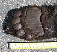 Paw from bear killed in Fremont County.