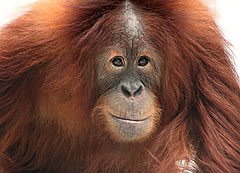 Rocky the orangutan.