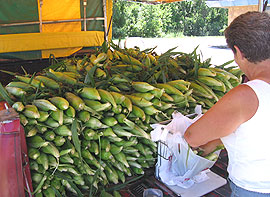 Paulette Bandwk sacks up sweetcorn from truck.