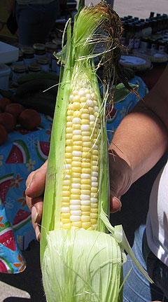 Ear of Iowa sweet corn