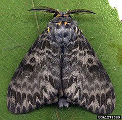 Gypsy moth