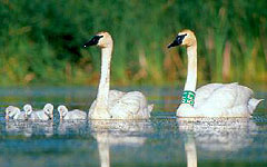 Trumpeter swans (DNR photo)