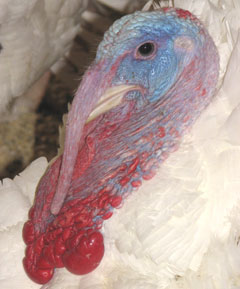 One of the Iowa turkeys supplied for a pardon from President Bush.