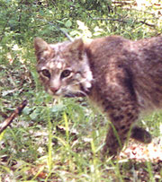 Bobcat