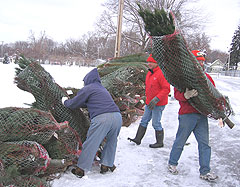 Iowa Christmas trees ready for deliivery to troops.