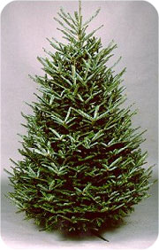 Fraser fir tree