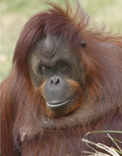 Bonnie the orangutan.