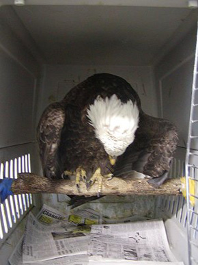 Eagle in cage at SOAR.