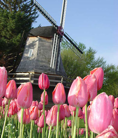 Tulips and windmill in Pella.