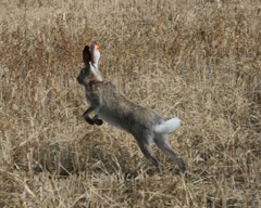 White-tailed jackrabbit