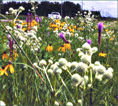 Prairie plants in an Iowa roadside.