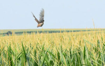 Iowa sees second best pheasant harvest in nearly two decades