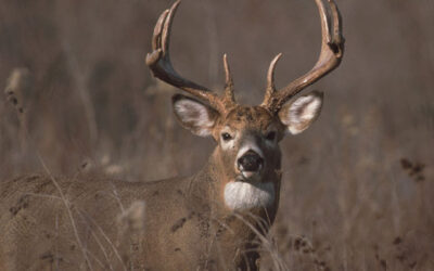 Deer hunt numbers close to last year, as deer populations drop across Iowa
