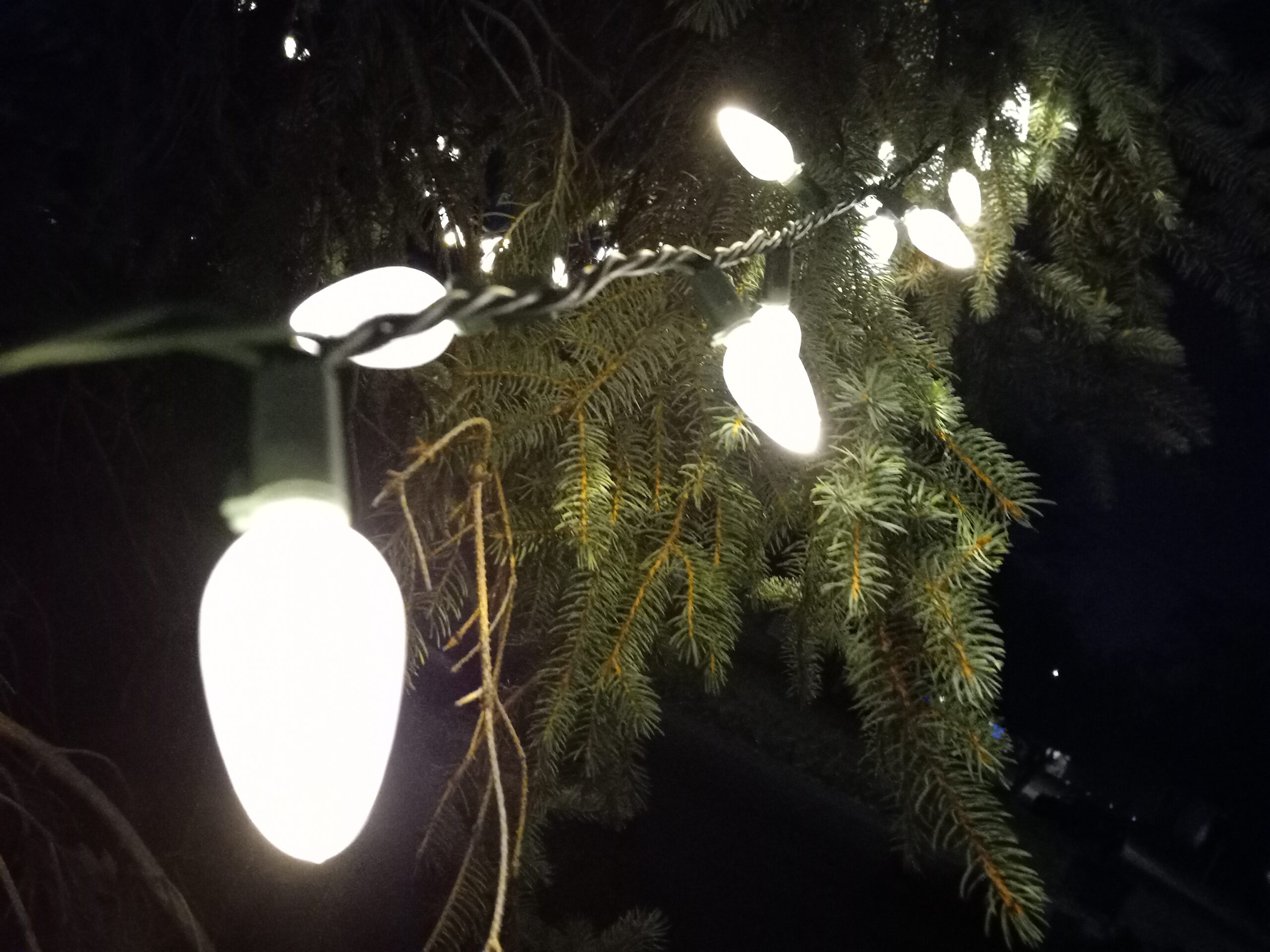 radioiowa.com - Radio Iowa Contributor - Snowstorms put Iowa Christmas tree farmers out on a limb - Radio Iowa