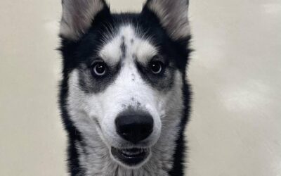 Wicked cold weather can be dangerous, deadly to our pets