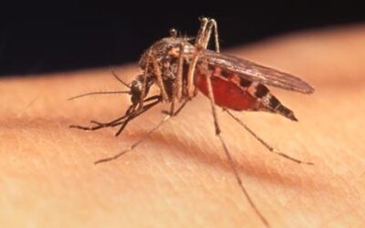 Iowa is seeing a ‘perfect storm’ for swarms of mosquitoes