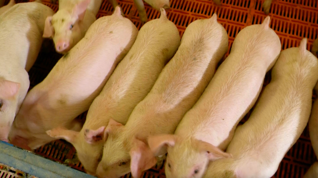 radioiowa.com - Radio Iowa Contributor - Final tests show hog virus threat in Iowa was eliminated - Radio Iowa