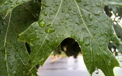 Forecast: Several stormy, soggy, sopping days ahead for Iowans
