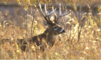 Iowa conditions set up for good first deer gun season