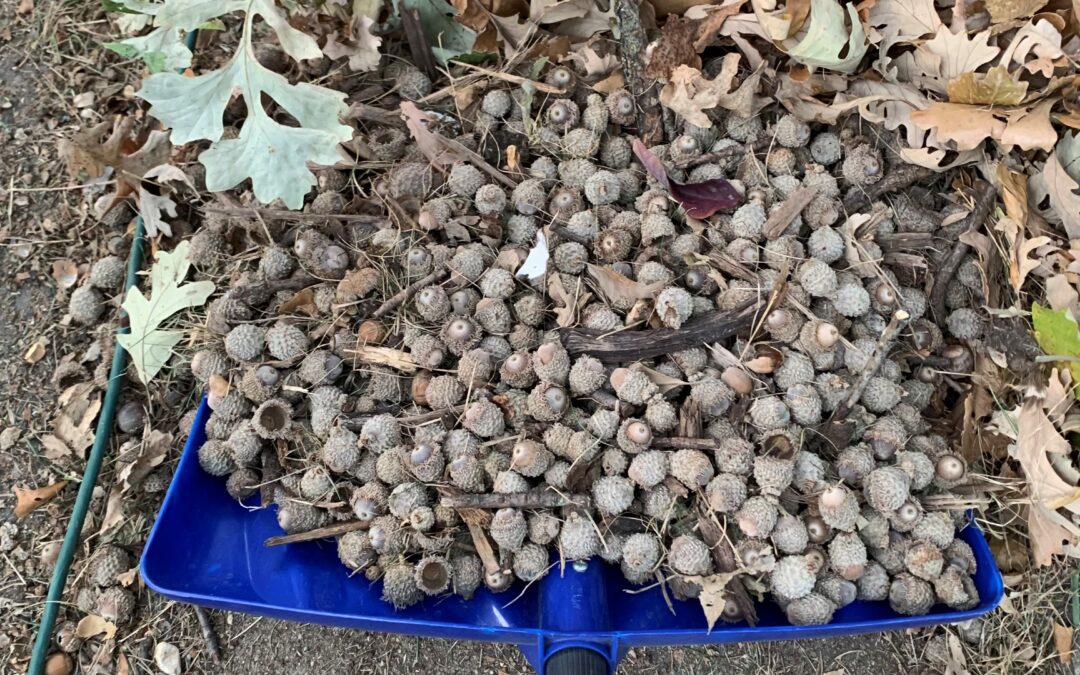Horticulturist says Iowa oaks’ mast year helps outpace predators