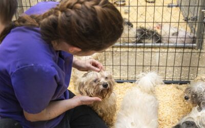 Rescue of 100+ dogs in Plymouth County leaves agency in need of space, cash