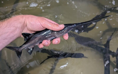 Paddlefish stocked in Lake Rathbun could become Iowa’s next trophy catch