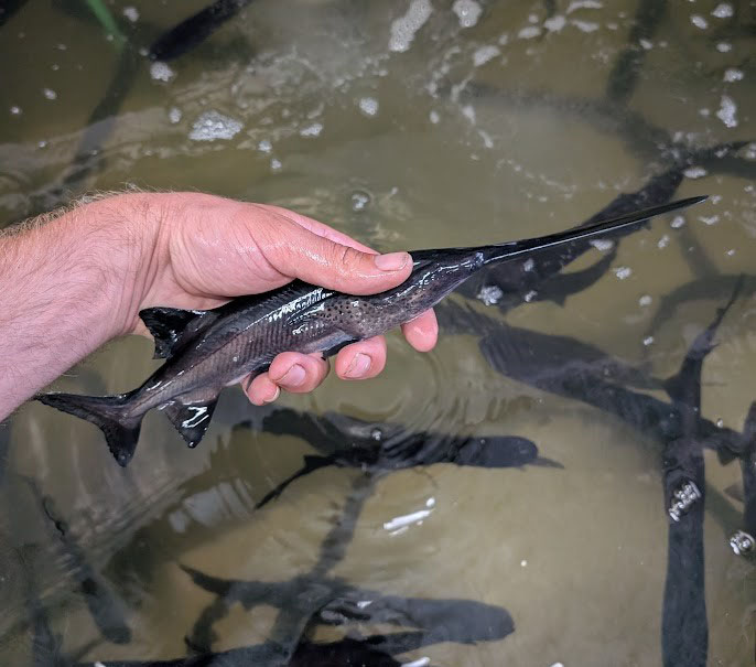 Paddlefish stocked in Lake Rathbun could become Iowa’s next trophy catch