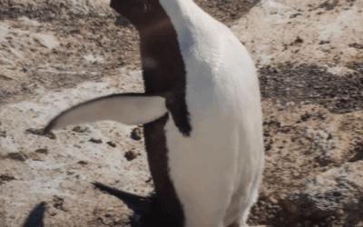 ‘Walking in Antarctica’ exhibit at northwest Iowa museum