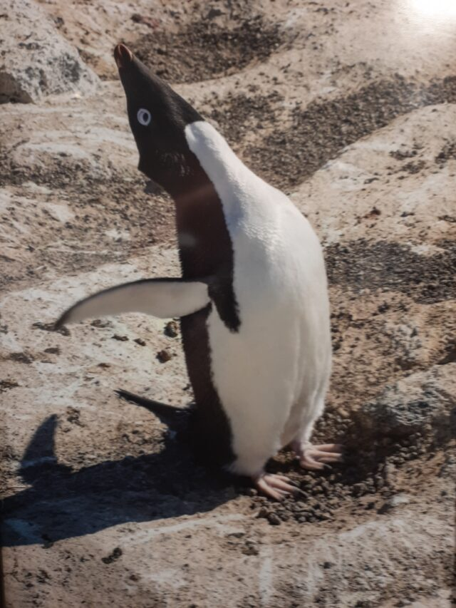 ‘Walking in Antarctica’ exhibit at northwest Iowa museum