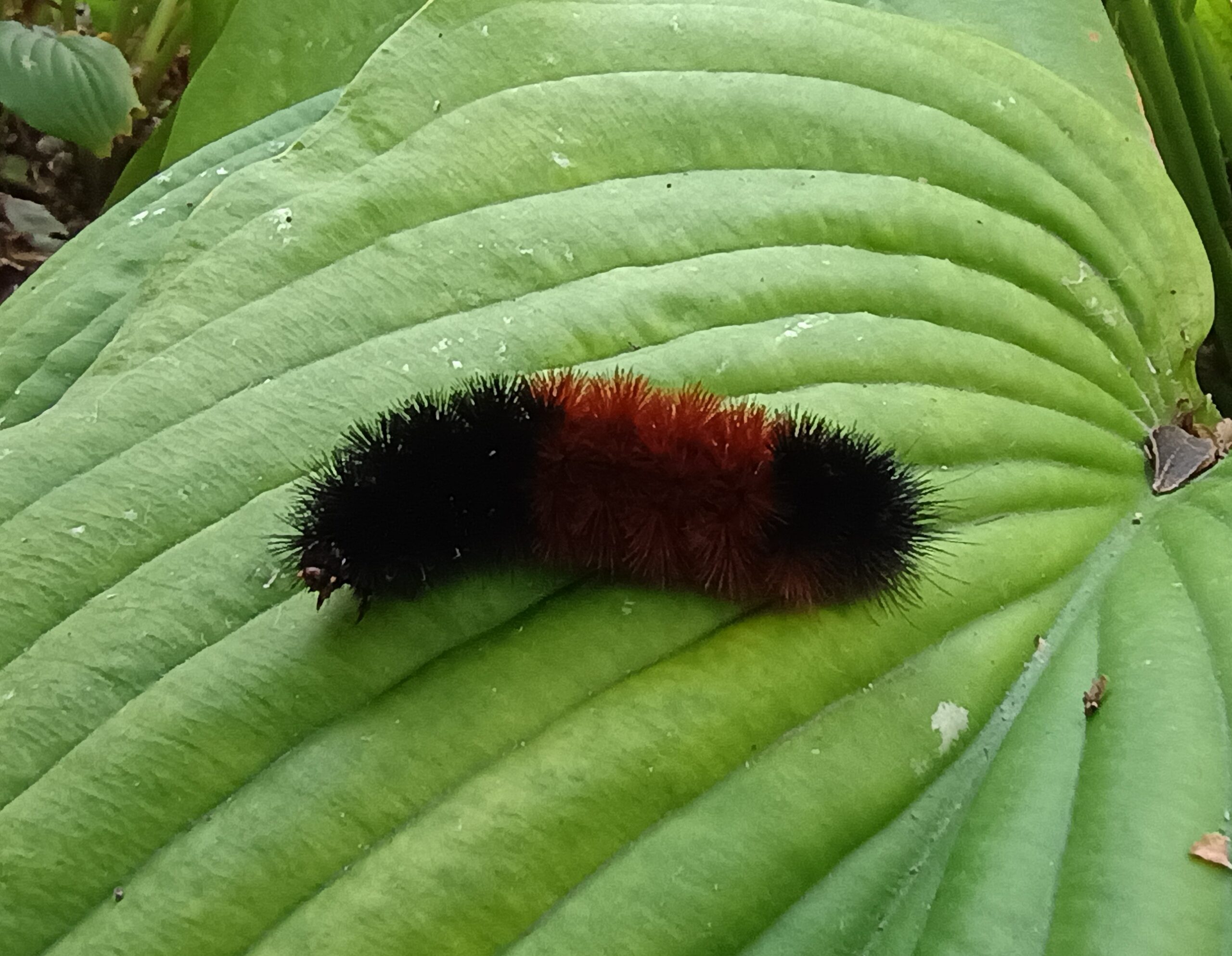 radioiowa.com - Matt Kelley - Can a caterpillar really predict whether Iowa will have a nasty winter? - Radio Iowa