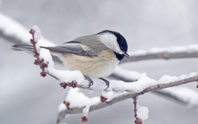 Iowans can support non-game wildlife on their tax forms