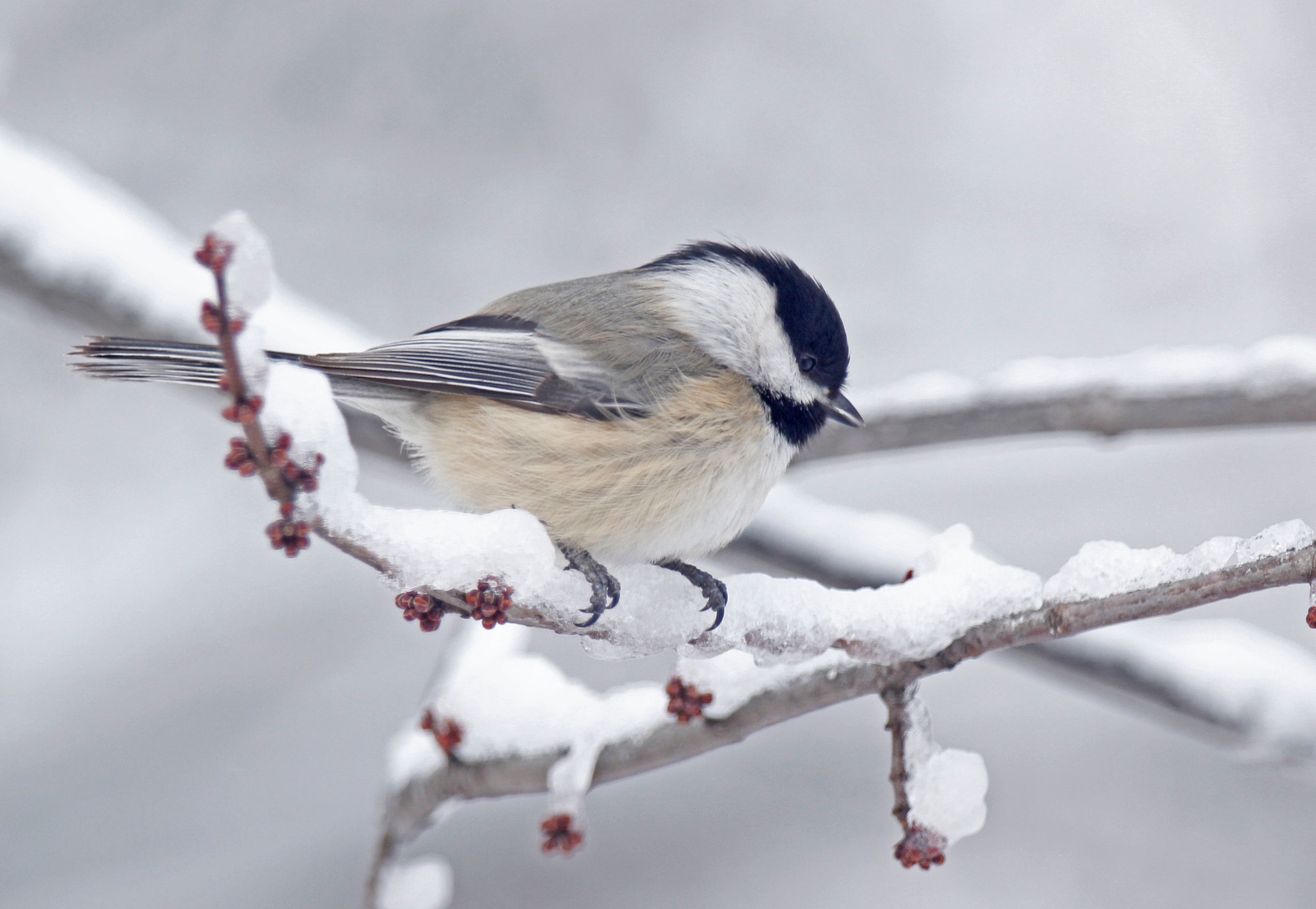 Iowans urged to support non-game wildlife on their tax forms