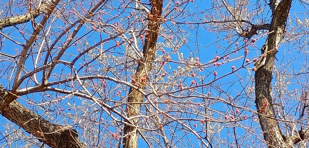 Iowa’s early budding trees shouldn’t see serious damage from the cold