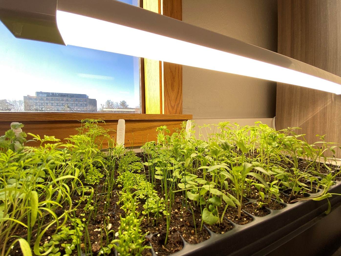 It’s time to start seeds indoors for your Iowa garden