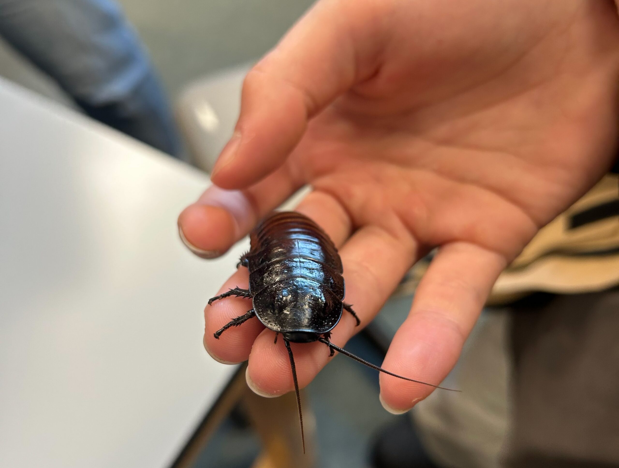 Iowa’s Insect Expo features hands-on meet-and-greet with live insects