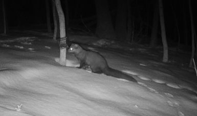 radioiowa.com - Dar Danielson - More fisher sightings reported in northeast Iowa so far this year - Radio Iowa