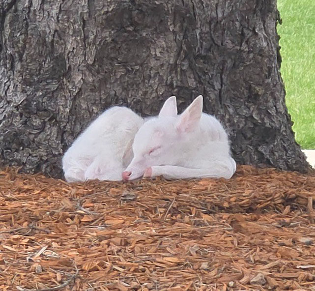 radioiowa.com - Dar Danielson - Rare white fawn spotted in southern Iowa - Radio Iowa