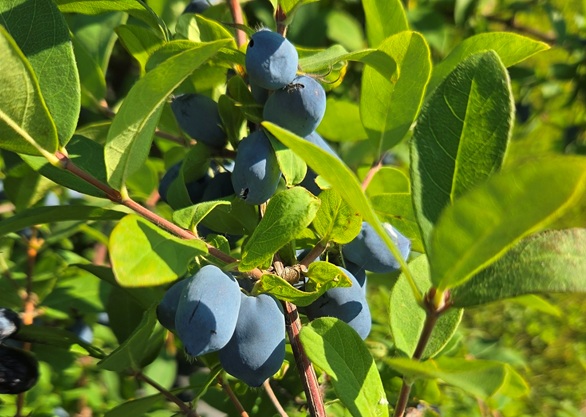 radioiowa.com - Matt Kelley - Honeyberries could be Iowa's next go-to niche crop - Radio Iowa