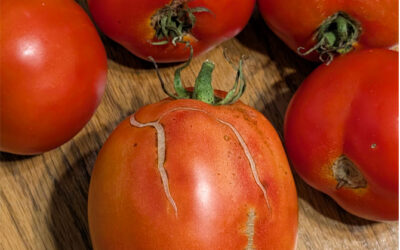 Iowa’s warm, wet summer gives us lots of vegetables, some garden diseases